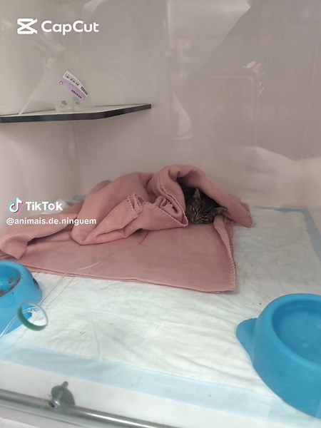 💔 ATUALIZAÇÃO DA PI — SEGUNDA CIRURGIA, SEGUNDA CHANCE A nossa pequenina Pi não teve descanso nos últimos dias. Depois da cirurgia ao prolapso, o intestino teimava em continuar a sair e foi necessário intervir novamente. Mais uma anestesia, mais um procedimento delicado num corpo que pesa apenas 600 gramas. Mas a Pi é guerreira. Está a reagir muito bem ao pós-operatório, e a equipa médica está satisfeita com a evolução. Ela é um doce, carinhosa, pequenina… e com aquela vontade enorme de viver q