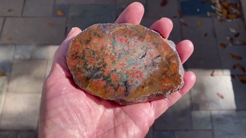 Fossil Coprolite, Petrified Dinosaur Poo - Etsy