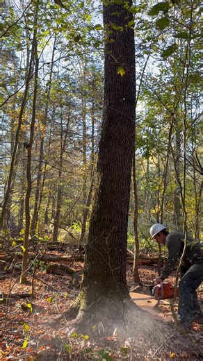 What another absolutely beautiful day in the NEPA woods! #logging #Pennsylvania #timber | Hibbs Logging