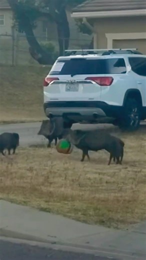 Couple of Hogs playing with a ball in the yard!