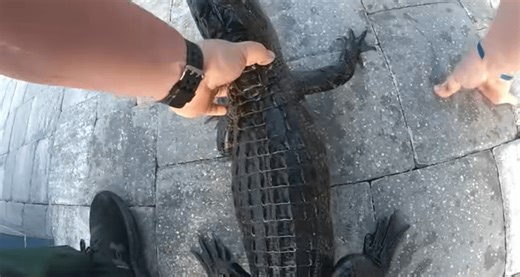 Deputy uses his bare hands to wrangle alligator in swimming pool