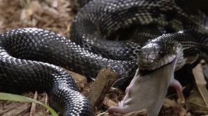 Black rat snake eating its prey on forest floor - close up
