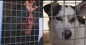 SOCIÉTÉ. Rémi Gaillard règle ses comptes avec la SPA de Montpellier