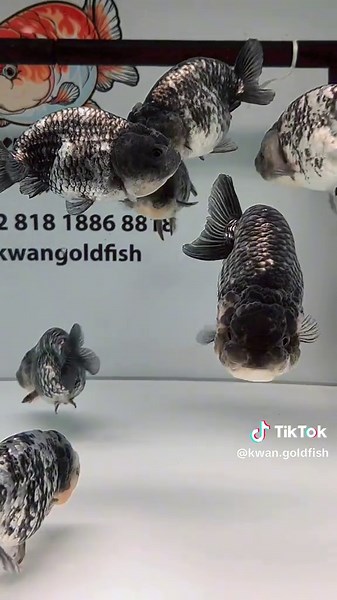 KWAN GOLDFISH on TikTok