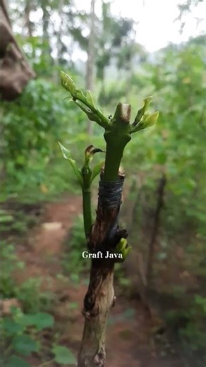 Successful Coffee Grafting 🌱 #shortvideo #satisfying #grafting #gardening