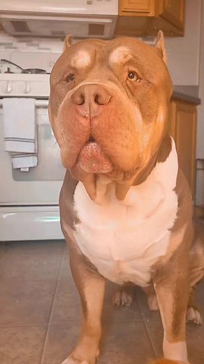 196K views · 5.1K reactions | Big boy Lux #lover #lux #americanxlbullies | Upstate Primebully | Facebook