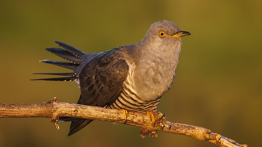 Bird Sounds in Nature: Common Cuckoo (Cuculus canorus)