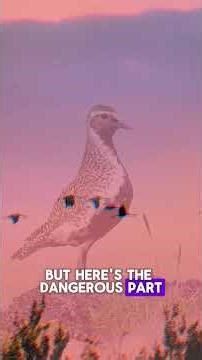 Why Birds Don’t Get Electrocuted on Power Lines #facts #shorts