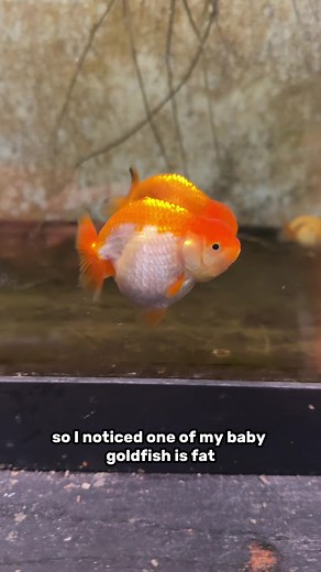 Understanding Giant Goldfish Care in Aquariums