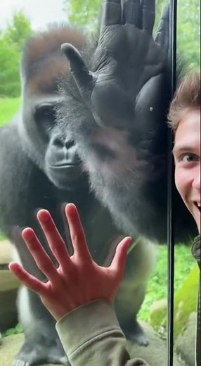 The Gorilla Grip Challenge!