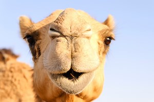 Silly pet camel has fun in kitchen as California owner pleads with him to get out (video)