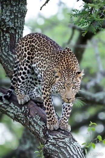 amazing tiger scenes #discovery #defender