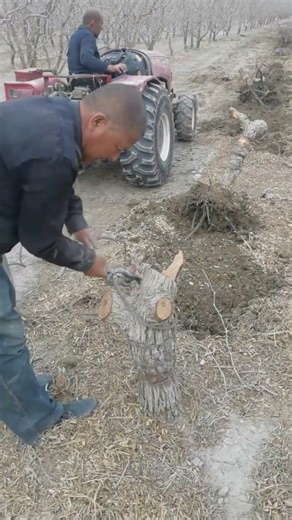 Pull Orchard Tree Stumps With A Tractor, This Clever Hack Saves Hours Of Backbreaking Manual Digging