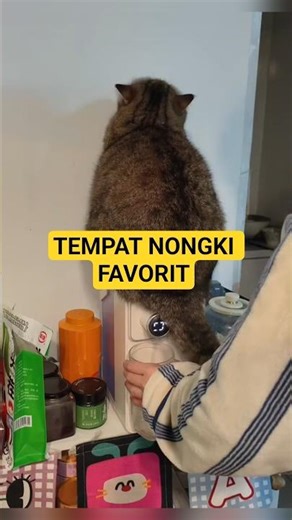 hangout place on top of the dispenser.