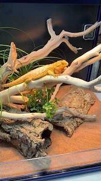 The Best Bearded Dragon Setup