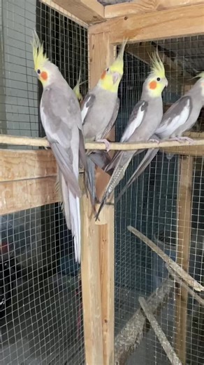 #viral #parrot #viraltiktok #foryou #foryoupage #CapCut #parrotsoftiktok #cage #minivlog #java #lovebird #birds