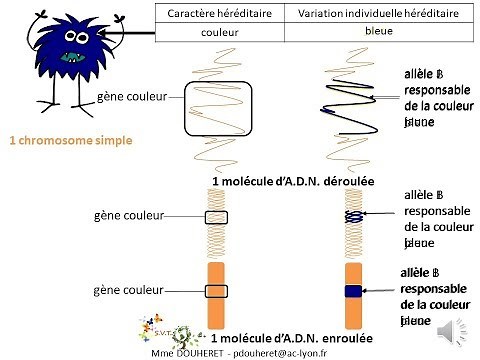 SVT - Qu'est-ce qu'un allèle?