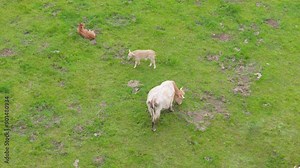Birds-eye view of cows on a vast grassy field. Filmed by drone. Sustainable cattle farming for meat. Diverse cows, bulls, and calves in a fenced pasture, lounging under a tree.