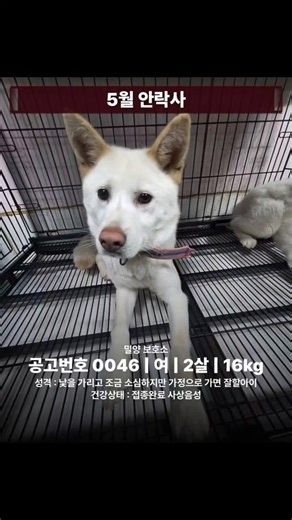 긴급] 46을 도와주세요 #밀양시보호소 #사지말고입양하세요 #밀양보호소 #유기견 #유기견입양