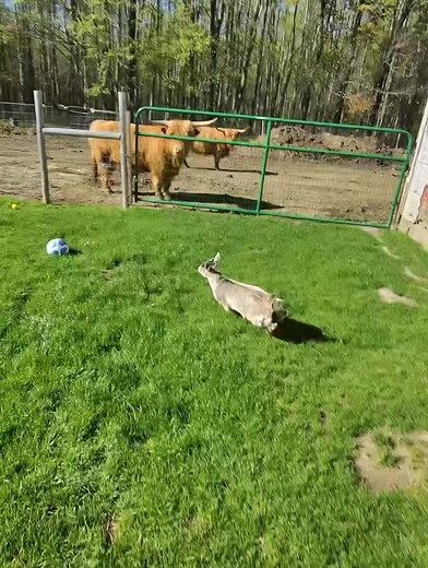 Funny Baby Goat Compilation #Goat #FarmAnimals