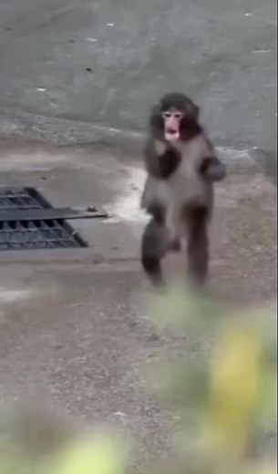 Why is this Japanese Monkey so dramatic? 😂🇯🇵