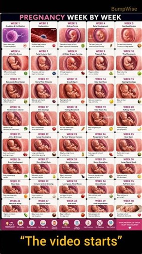 Pregnancy Week by Week 🤰 Baby Development Journey (Week 1–40)