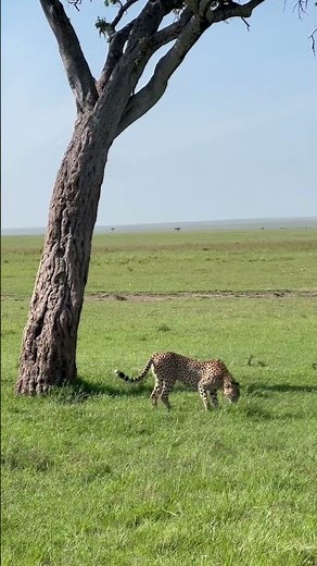 Quite Rare! Cheetah climbing down a tree
