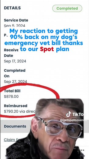 Affordable Pet Insurance Options for Caring Owners