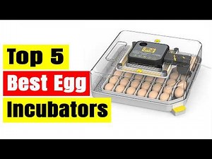 Top 5 Best Egg Incubators 2026 🐣 Automatic Hatching Machines for Home & Farm