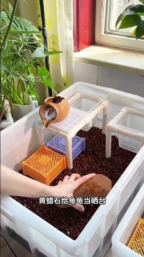 Eco Turtle Tank Building Guide: Never Change Water Again - DIY for Newbies