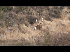 New Record 223 sika stag