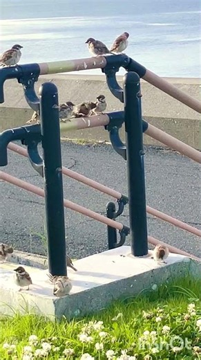 🏫すずめの学校🏫 「音楽の時間」 #すずめ #birds #javasparrow #cute #文鳥