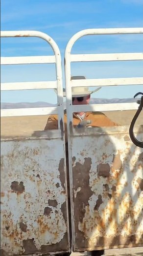 Next trap. #310ranchlife #cowboys #horse