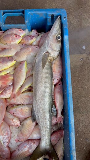 Mamoli T V on Instagram: "Unique fish yellow tail barracuda #fypシ #fisherman"