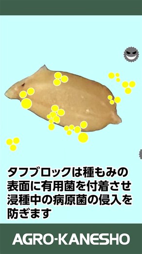 水稲育苗の病害対策にタフブロック