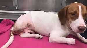 Concerned neighbors raise the alarm, giving abused puppy a new lease on life