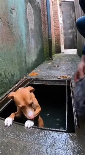 Rescue Story: Saving a Cold Water Dog in Need