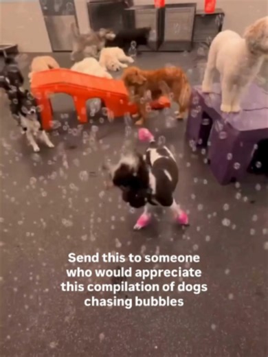 Nothing beats the joy of pups chasing bubbles with their friends in Dogtopia’s safe and fun playrooms. 🫧 Send this to someone you know who would replay this video at least 10 times. 🤭🐶 #DogTikTok #CuteDogs #DogDaycare #BubbleParty #DogLover