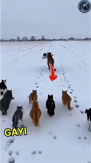 This cat helped her friend | But it required an army of cats 😱🫡 #respect #shorts #ytshorts