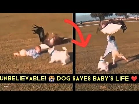 Dogs Saving Babies Compilation – You Won’t Believe These Heroic Moments!#ceekmedia