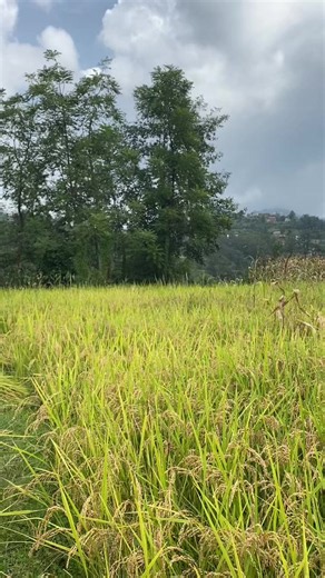 Paddy, contributing 7% and 20% to nation’s GDP and AGDP respectively, is the most cultivated cereal crop in Nepal, ranking first in terms of both area and production. #paddy #harvesting #cerealcrop #fyp #CapCut