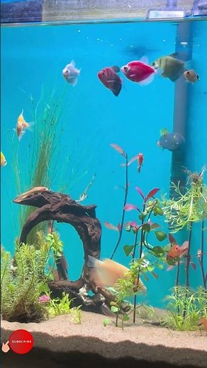 🔴 Fish Tank | Fish for Cats to Watch (4K HDR) #eel #eelfishing #gaintgourami #plantedaquarium