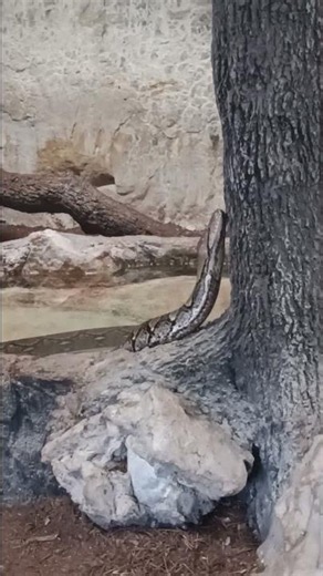Reticulated python. #sanantoniozoo #snakes #zoo
