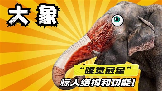 大象：不只是动物界的“嗅觉冠军”，象鼻还有惊人的结构和功能！