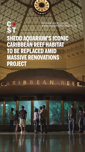 The Shedd Aquarium’s Caribbean Reef, the 360-degree, massive underwater habitat that welcomed guests for more than 50 years, will soon be a relic of the past as a major indoor renovation of the entire venue gets underway this year. The 90,000-gallon tank, built in the Shedd’s rotunda in 1971, features a range of coral reefs and ocean life, including Nickel, the beloved rescued green sea turtle; bonnethead sharks, queen angelfish, parrotfish and cownose rays, according to the Shedd’s website. It 