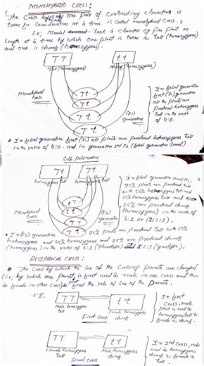Monohybrid cross #mendel #inheritance #heredity #genetics #shorts #shortvideo #shortsfeed #trending