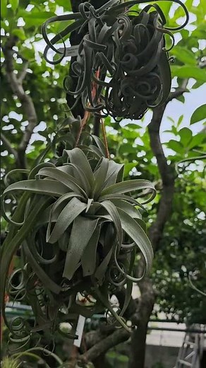 #ストレプトフィラ #streptophylla #ドゥラティ #duratii#インターメディア #intermedia#ストラミネア #straminea#ティランジア #tillandsia