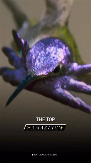 Naturalist’s Guide on Instagram: "Hummingbird appreciation post   This is a costas hummingbird performing their mating dance. ✨ Follow @naturalistsguide for #wildfacts about nature, wildlife, history & culture. #explore #explorepage #birdersofinstagram"