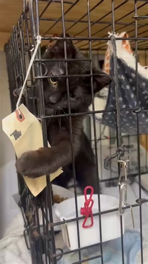 Bronx Tails Cat Rescue | Skittles says, "I need a foster! Look how adorable and friendly I am!" 🍭🍬🍭 Have questions about fostering with Bronx Tails? Ask away... | Instagram