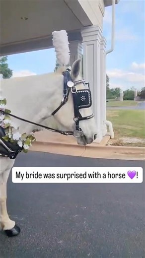 My Bride was Surprised with a Horse #fallintoshorts